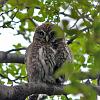 Austral Pygmy-Owl, Torres del Paine - Patagonia